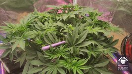 2026-10-03_aya-01_veg-w07d47_canopy_02.jpg