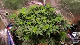 2026-10-08_aya-01_veg-w07d52_canopy_01.jpg