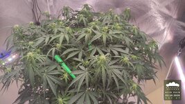 2026-10-03_acid-rain-01_veg-w07d47_canopy_02.jpg