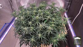 2026-10-08_acid-rain-01_veg-w07d52_canopy_03.jpg