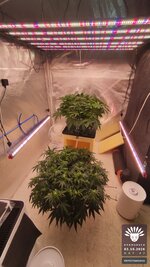 2026-10-02_aya-01_flo-w06d46_setup_03.jpg