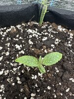 IMG_5450.jpeg