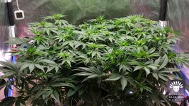 2026-10-10_aya-01_veg-w08d54_canopy_01.jpg