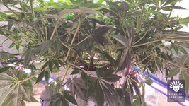 2026-10-10_aya-01_veg-w08d54_canopy_02.jpg