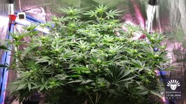 2026-10-13_aya-01_veg-w08d57_canopy_02.jpg