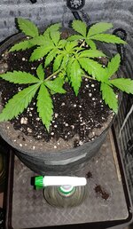 IMG_20261018_003945.jpg