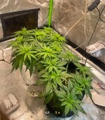 IMG_7368.jpeg