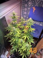 IMG_3245.jpeg