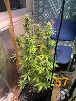 IMG_3282.jpeg