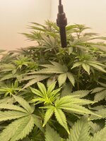 IMG_5728.jpeg
