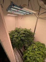IMG_5734.jpeg