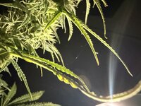 IMG_3323.jpeg