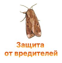 Использование насекомых для природной защиты конопли от вредителей