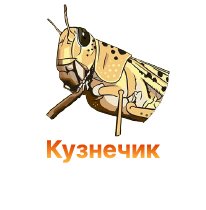 Как защитить коноплю от кузнечиков