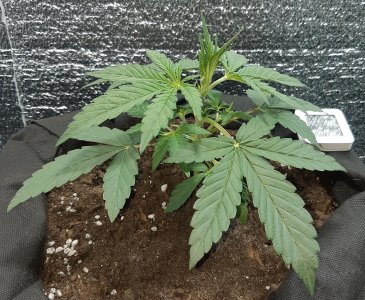 507_amnesia1 (2).jpg