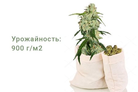 Сорт конопли Big Bang Auto Сорт конопли Big Bang Auto