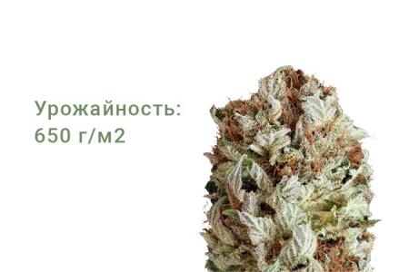 Сорт конопли Extreme Impact Auto Сорт конопли Extreme Impact Auto
