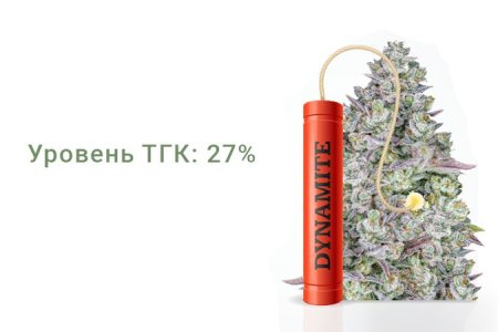 Сорт конопли Gorilla Cookies Auto Сорт конопли Gorilla Cookies Auto
