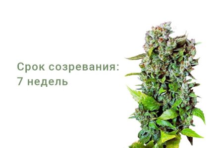 Сорт конопли Fast Bud #2 Auto Сорт конопли Fast Bud #2 Auto