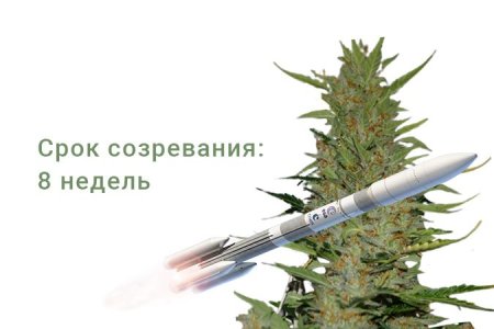 Сорт конопли Turbo Bud Сорт конопли Turbo Bud