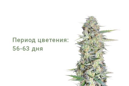 Сорт конопли Lowryder #2 Сорт конопли Lowryder #2