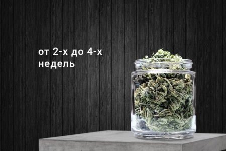 Пролечка шишек конопли