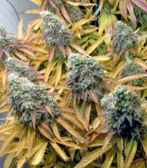 tutankhamon pyramid seeds.jpg tutankhamon pyramid seeds.jpg