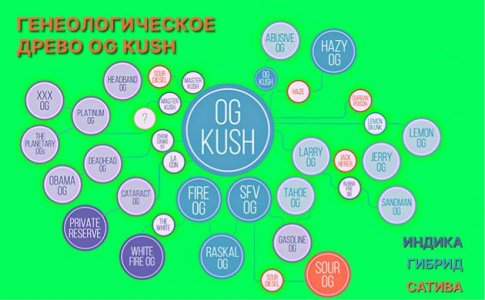 OG Kush описание сорта