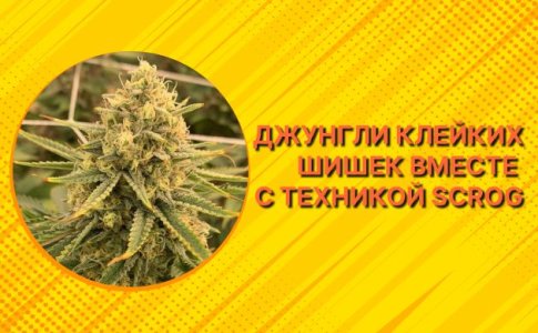 ScrOG - метод выращивания конопли