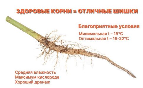 Заболевания корней конопли Заболевания корней конопли