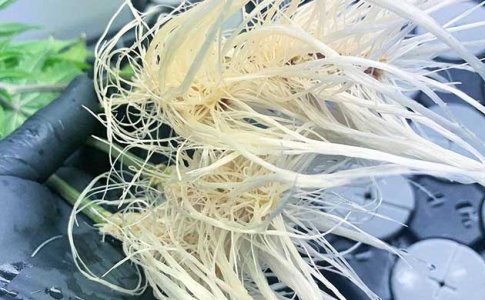 Благоприятные условия для корней конопли Благоприятные условия для корней конопли