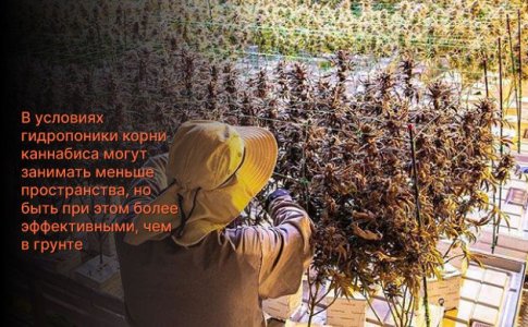 Корни конопли в гидропонике Корни конопли в гидропонике