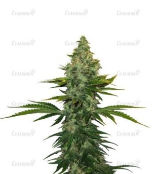 liberty haze.jpg