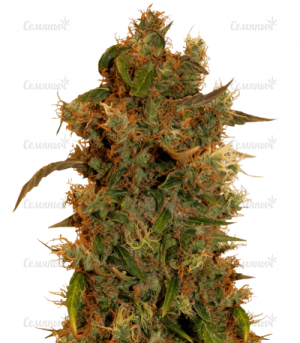 8 ball kush.png
