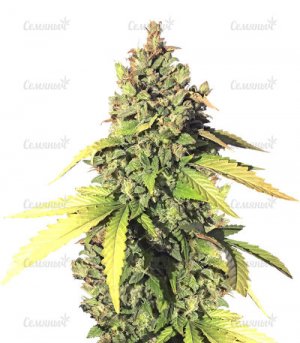 Gorilla-Auto.jpg