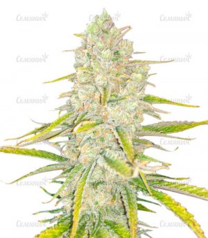 Monster-Gelato.jpg