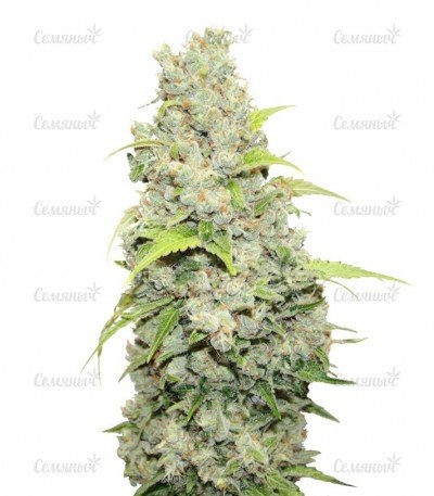 sort_Bcn_Sour_Diesel.jpg