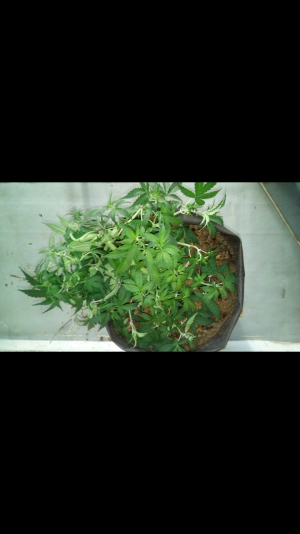 Screenshot_2022-07-28-21-24-45.png