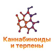 3-Kannabinoidy i terpeny-100.jpg