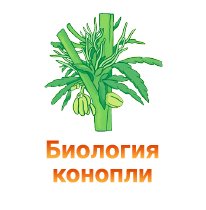 13-Biologiya konopli-100.jpg