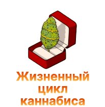 16-ZHiznennyj cikl kannabisa-100.jpg