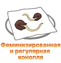 19-Feminizirovannaya i regulyarnaya konoplya-100.jpg