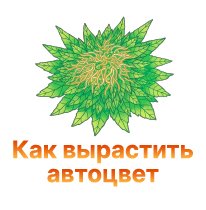 27-Kak vyrastit avtocvet-100.jpg
