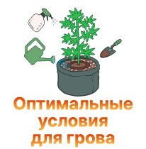 40-Optimalnye usloviya dlya grova.jpg