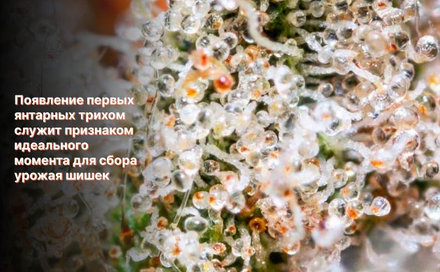 Трихомы и урожай