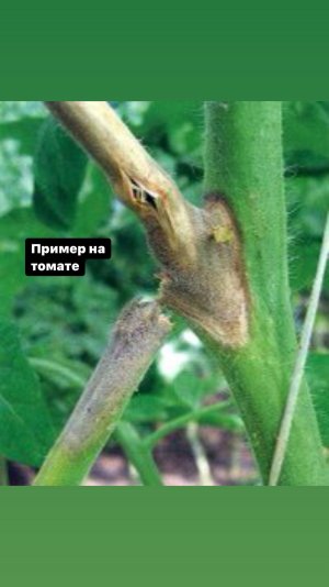 A4C88A0A-EAE1-48F7-ACFD-2EC143AFB315.jpeg