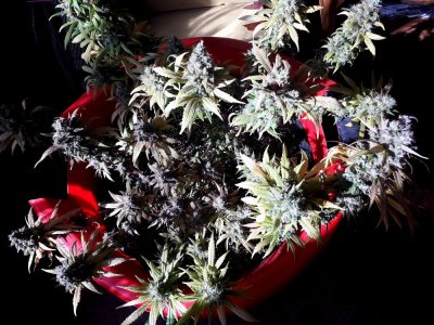 critical-kali-mist-fem-delicious-seeds__GmTFlmVy9KSuV7Zo.jpg