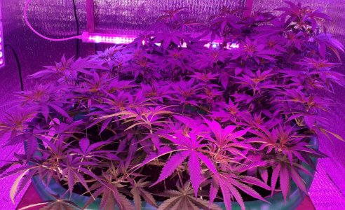 gorilla-glue-4-fem-anesia-seeds__JxbKRZBEtAAcPXpu.jpg