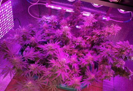 gorilla-glue-4-fem-anesia-seeds__ZQSIgTy8L5AbQ1ki.jpg