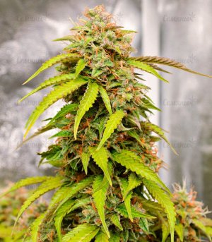 Gorilla-Auto-fem-konoplya__o64jM6gFFP9rIW6r.jpg